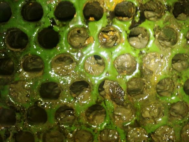 Биообрастание мембран очистки воды: причины и меры контроля